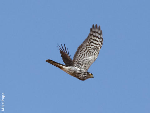 Eurasian Sparrowhawk (Female)