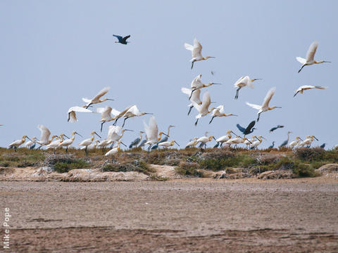 Eurasian Spoonbill (Colony on Bubiyan)