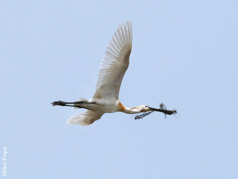 Eurasian Spoonbill