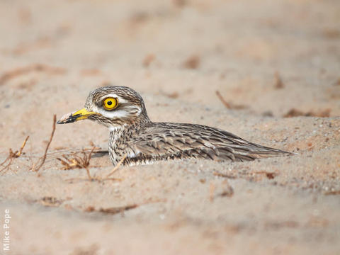 Eurasian Stone-curlew