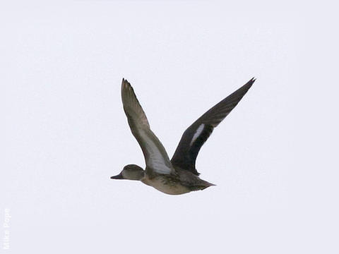 Eurasian Teal (Female)