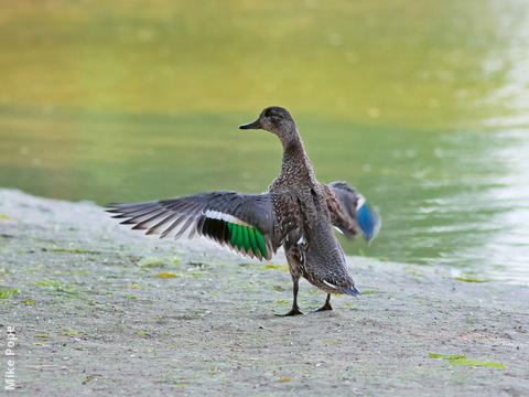 Eurasian Teal (Female)