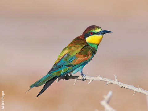 European Bee-eater (Immature autumn moulting)