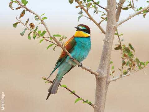 European Bee-eater