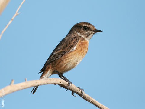 European Stonechat (Female)