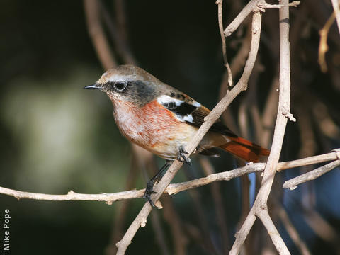 Eversmann’s Redstart (Male winter)