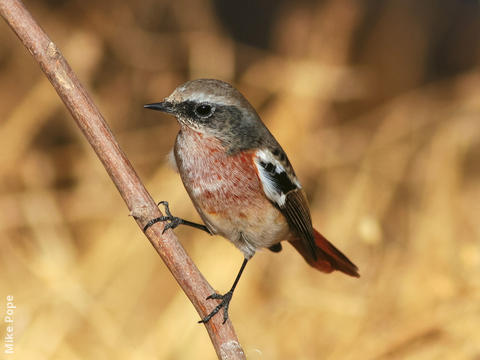 Eversmann’s Redstart (Male winter)