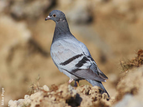 Feral Pigeon