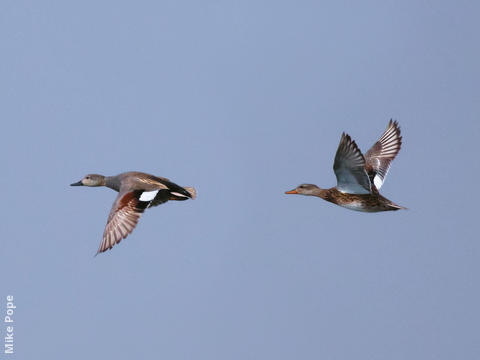 Gadwall (Male and female)