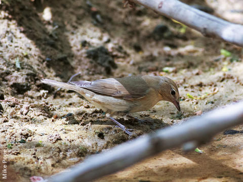 Garden Warbler