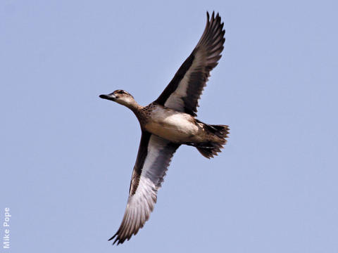 Garganey (Female)