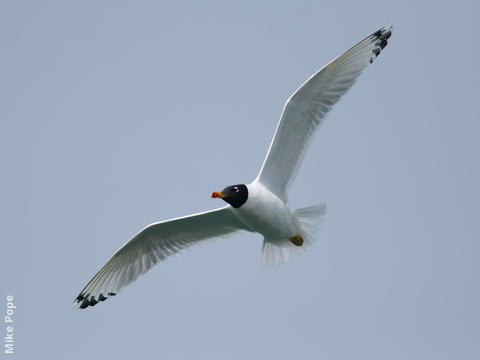 Great Black-headed Gull (Breeding plumage)