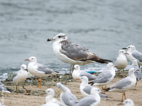 Great Black-headed Gull (Immature winter with Slender-billed Gulls)