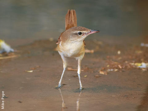 Great Reed Warbler