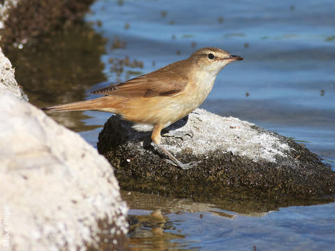 Great Reed Warbler