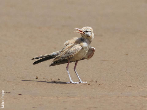 Greater Hoopoe-Lark (Juvenile summer)