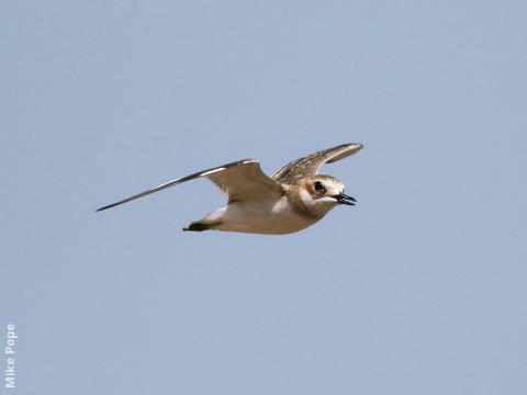 Greater Sand Plover (Non - breeding)