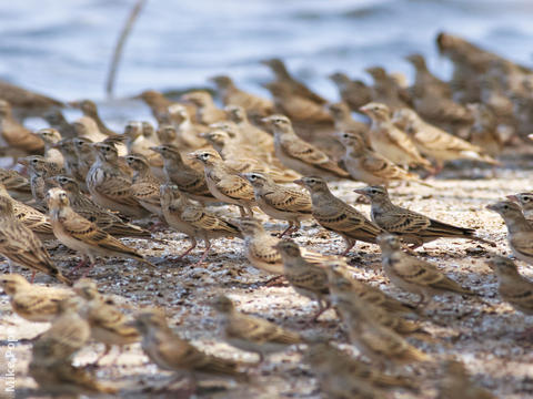 Greater Short-toed Lark (Migrating flock in autumn)