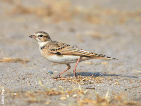 Greater Short-toed Lark