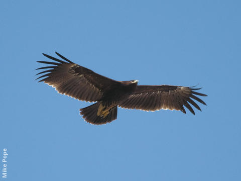 Greater Spotted Eagle