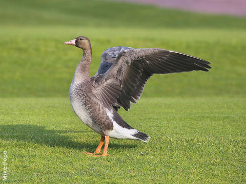 Greater White-fronted Goose (Juvenile)