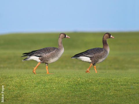 Greater White-fronted Goose (Juveniles)