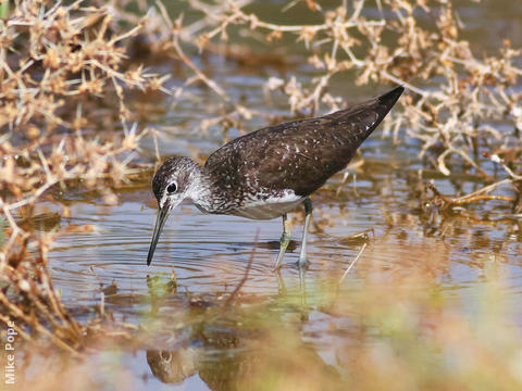 Green Sandpiper (Summer)