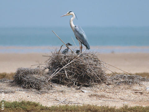 Grey Heron (Nest on Bubiyan)