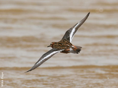 Grey Phalarope (Breeding plumage)