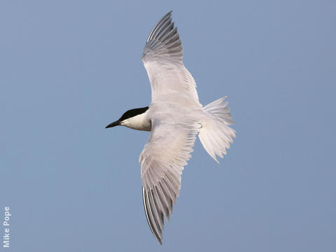 Gull-billed Tern (Breeding plumage)