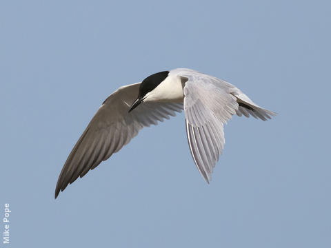 Gull-billed Tern