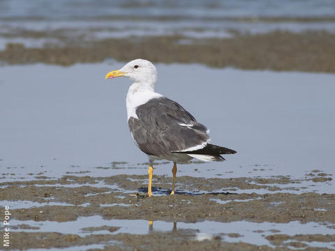 Heuglin’s Gull (Spring)