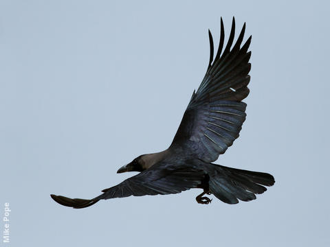 House Crow