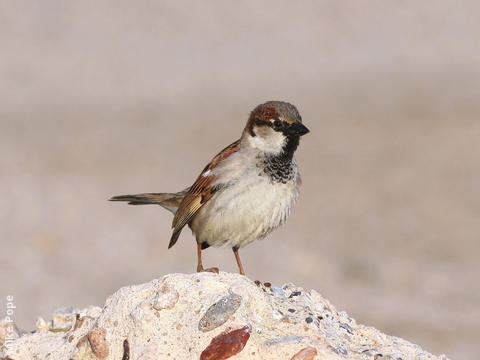 House Sparrow (Male winter)