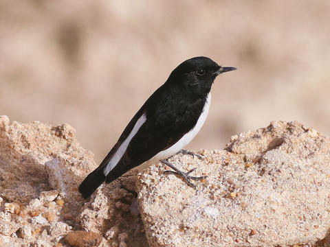 Hume’s Wheatear