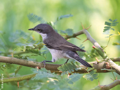 Hume’s Whitethroat (Autumn)