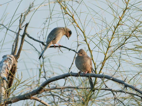 Hypocolius (Male and female)