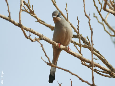 Hypocolius (Male)