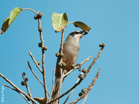 Hypocolius (Male)