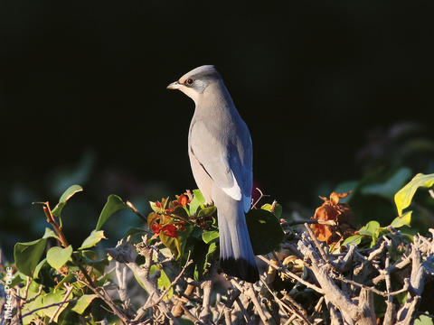 Hypocolius (Male)