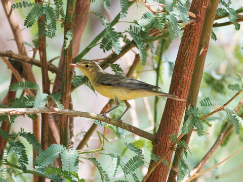 Icterine Warbler (Spring)