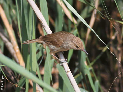 Indian Reed Warbler (Juvenile)