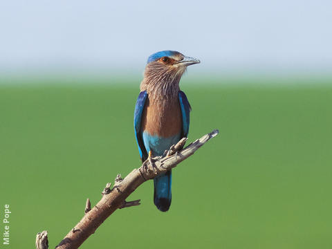 Indian Roller