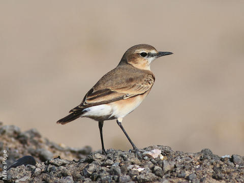 Isabelline Wheatear (Summer)