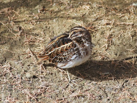 Jack Snipe