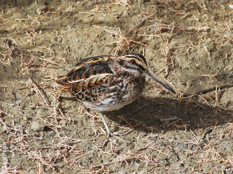 Jack Snipe