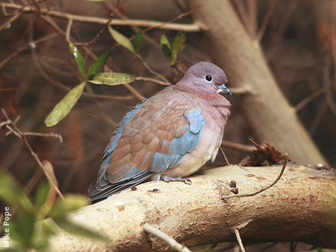 Laughing Dove (Juvenile)