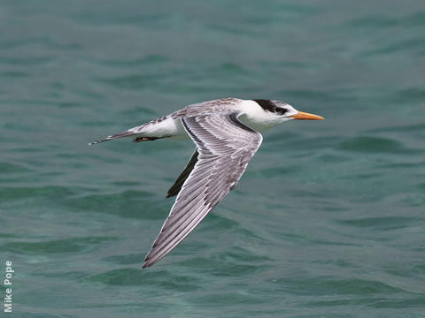 Lesser Crested Tern (Juvenile)