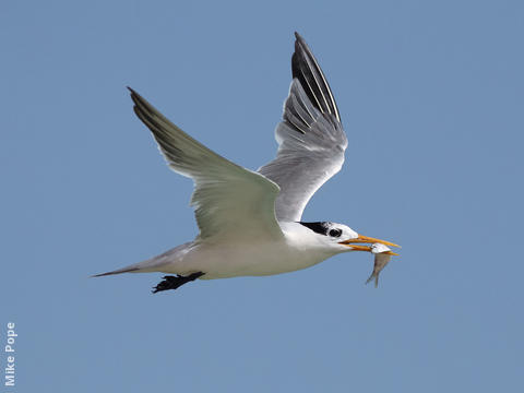 Lesser Crested Tern