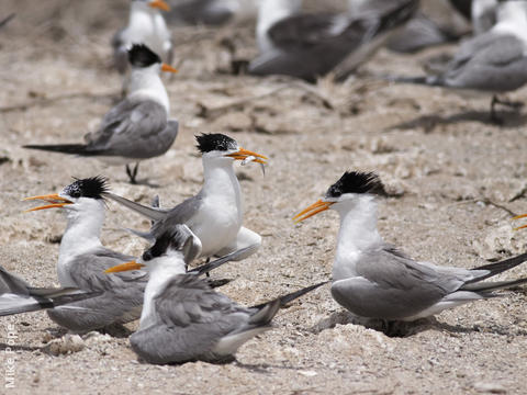 Lesser Crested Tern (Nesting colony)